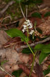 Canada mayflower